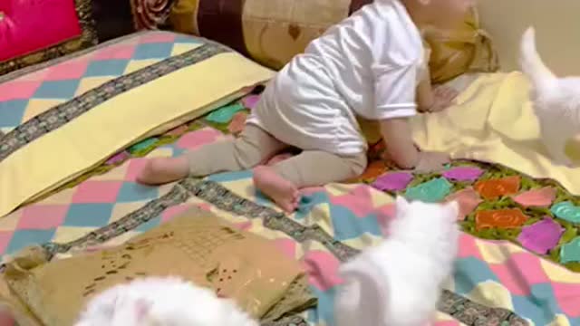 Little cat baby playing