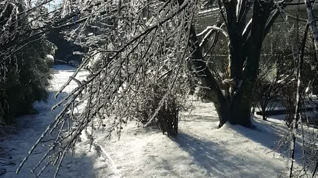 Finally Melting After Ice Storm