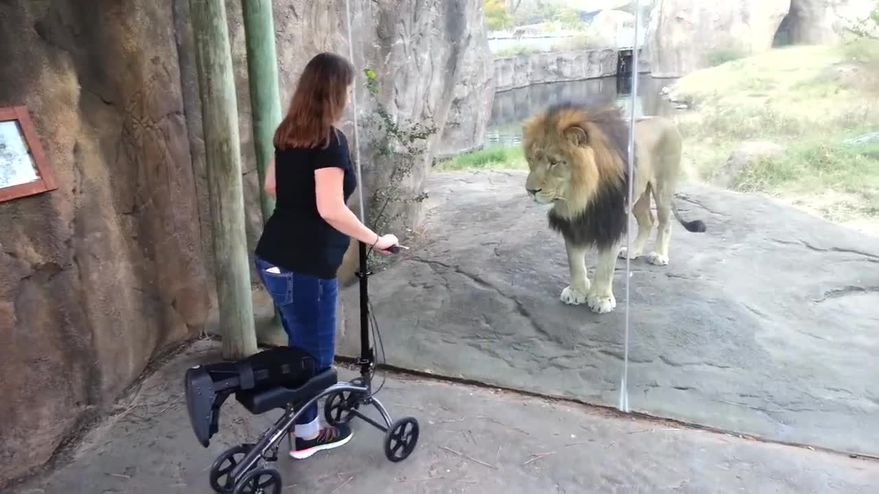 This lion really want her