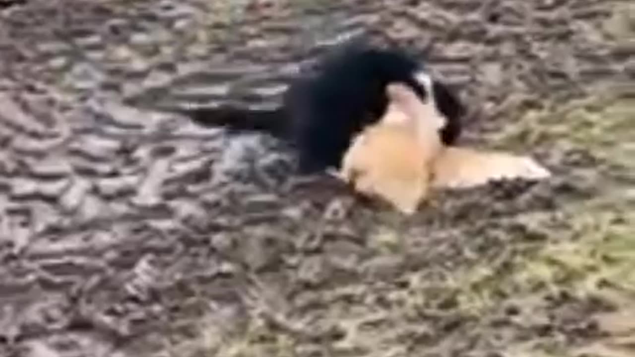 Chickens Team up to Stop Cat