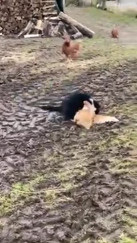 Chickens Team up to Stop Cat