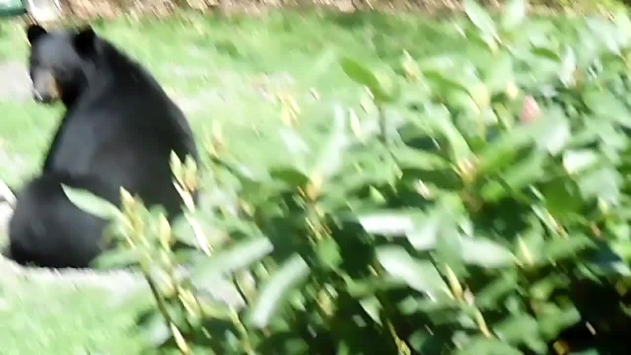 Black Bear Eating from Bird feeder