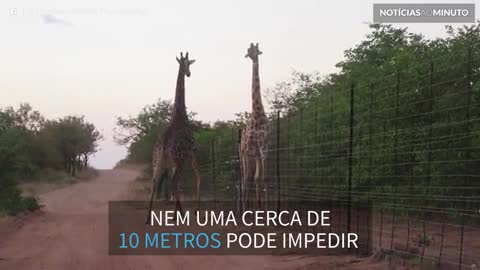 Girafas travam batalha por cima de barreira de 10 metros