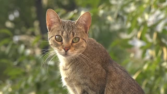 Pretty and small cat