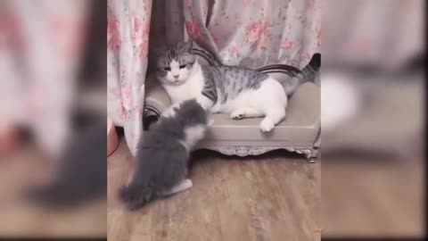 Funny Video Cat