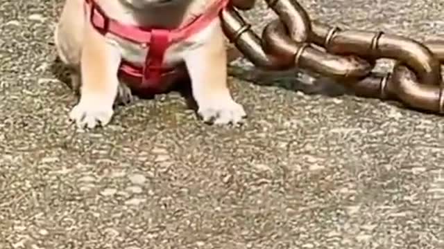 Observe the funny side of pets to make you laugh and enjoy the good mood