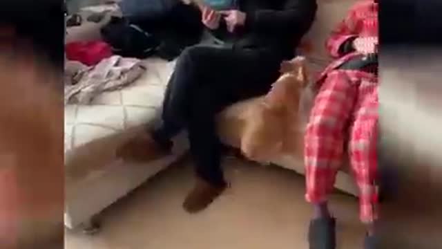 Funny Dog and Cat Videos 🐶🐱 👉follow our page, like, comment and share