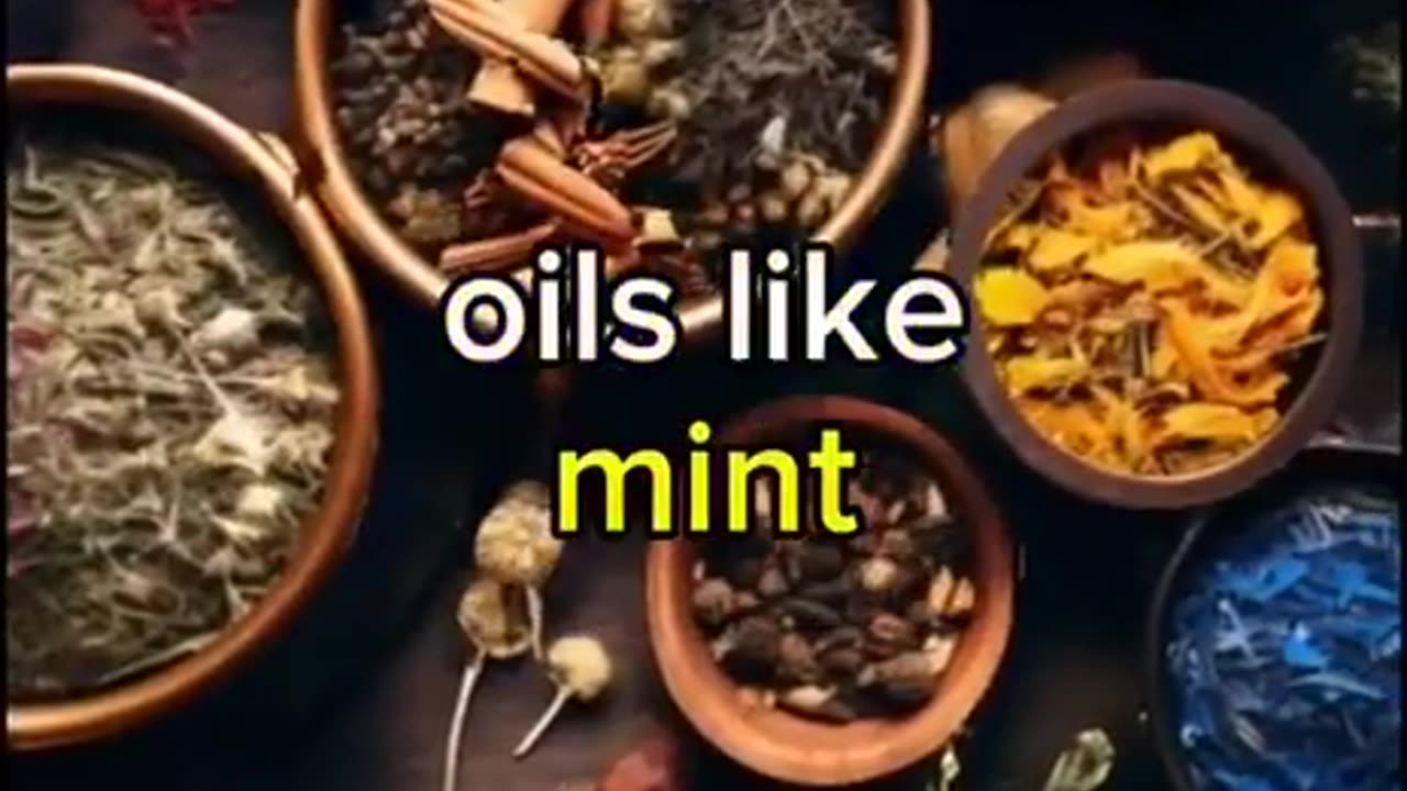 ToothePaste@Flouride☠️☠️☠️