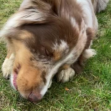 Cute dog chews on his delicious treat
