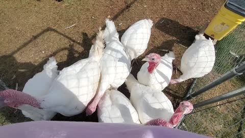 Broad Breasted White Turkeys