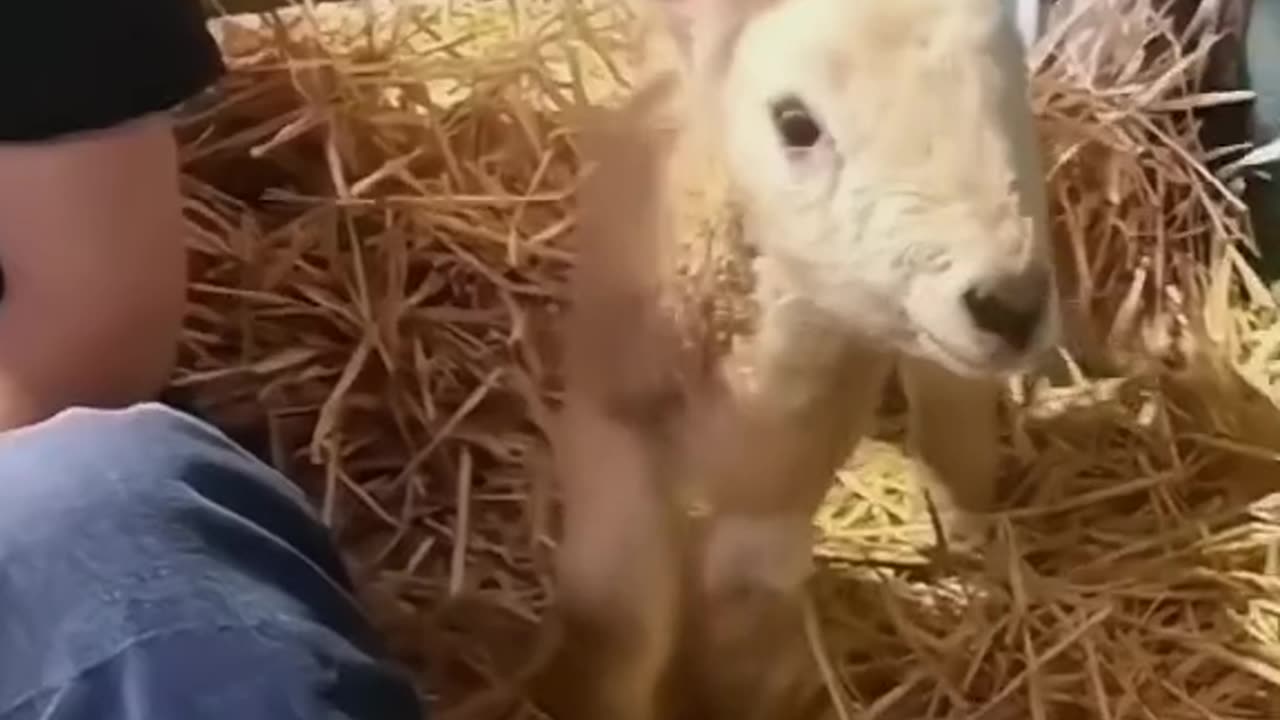 The Lams cry so cute | cute lamb must watch 2023