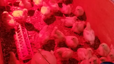 Cornish cross chick UPDATE