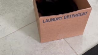 Adopting a Cat from a Shelter Vlog - Cat in the Box #shorts