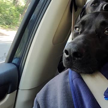 Rosie relaxing on the driver