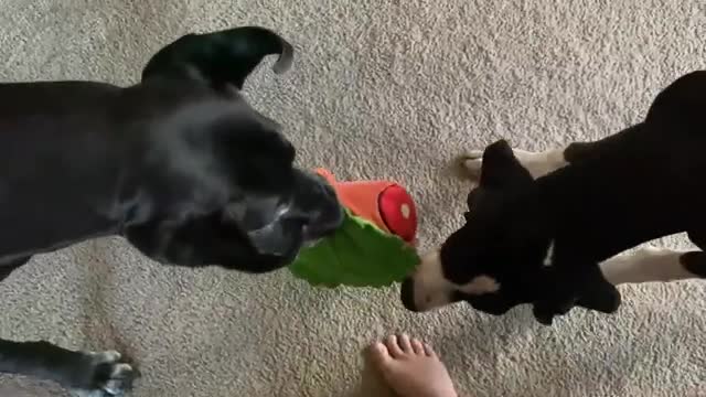 Great_Danes__carve_up__their_turkey_stuffed_animal(360p).mp4