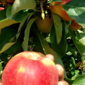 Early season apple harvest