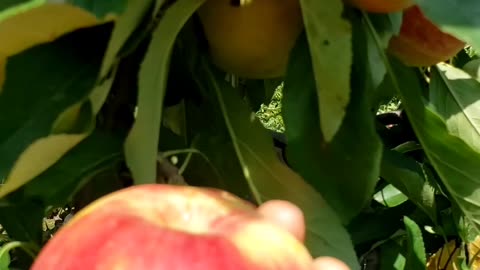 Early season apple harvest