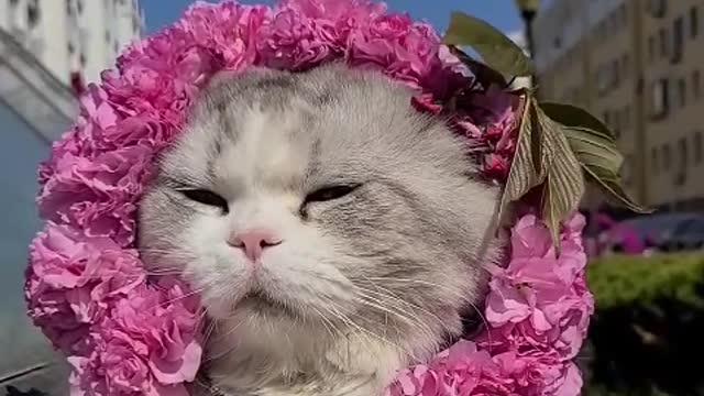 Like the cat in the old alley, I am free, but I have no home