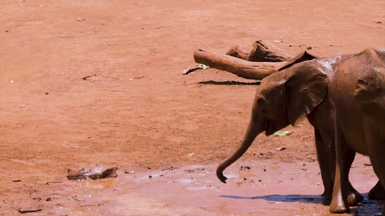 Little elephants playing in the water