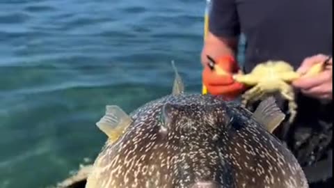 Shorts - Fish