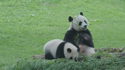 Panda Cub Preschool with Xiao Qi Ji