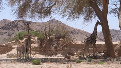 Herd of giraffe standing in the shade of a tree