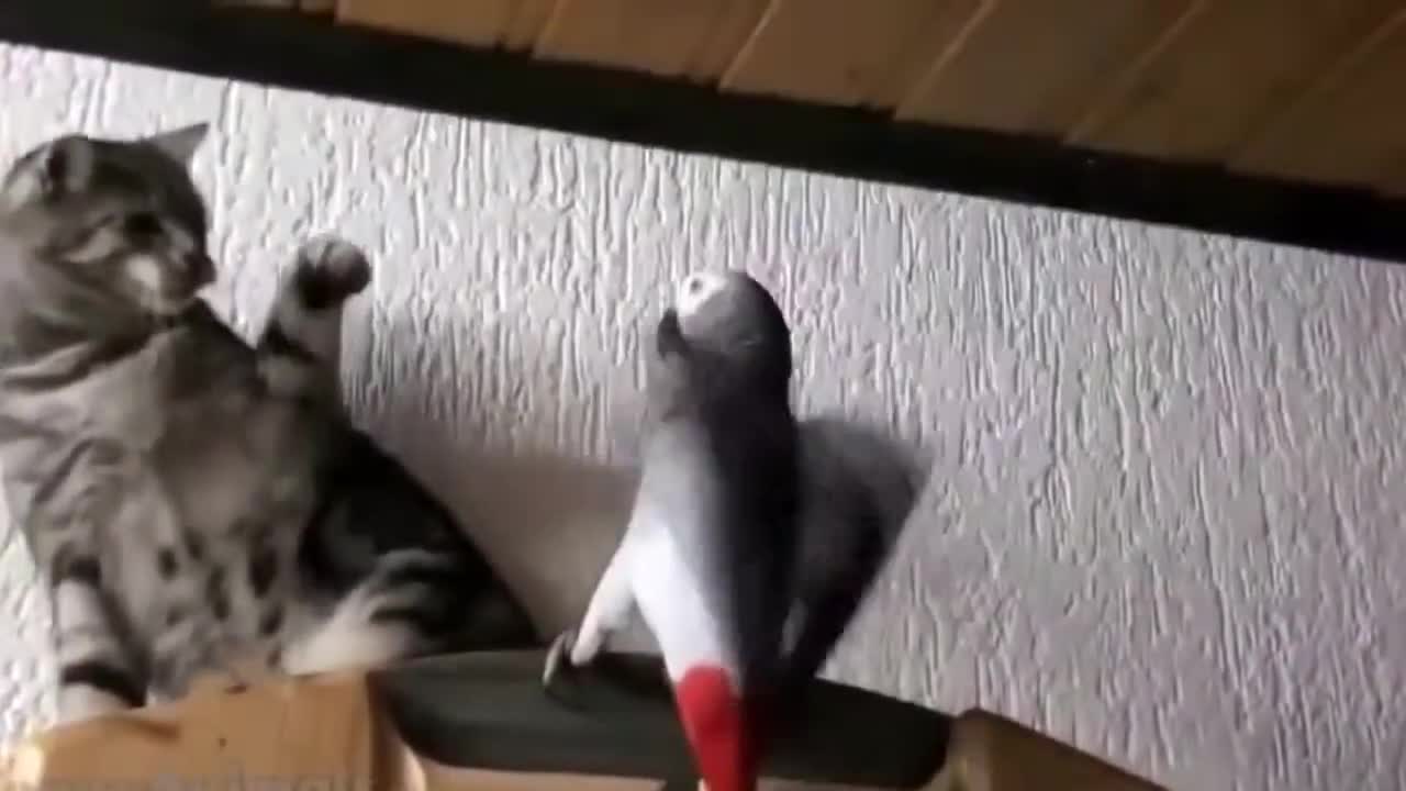 cat and parrot game