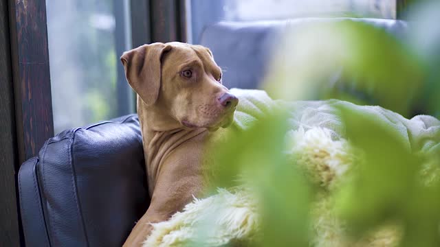 The case of a lazy dog ​​on a very cold day