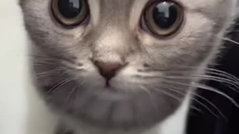 Kitten Eyes