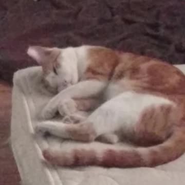 Dreaming with eyes open