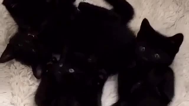 Growing cats