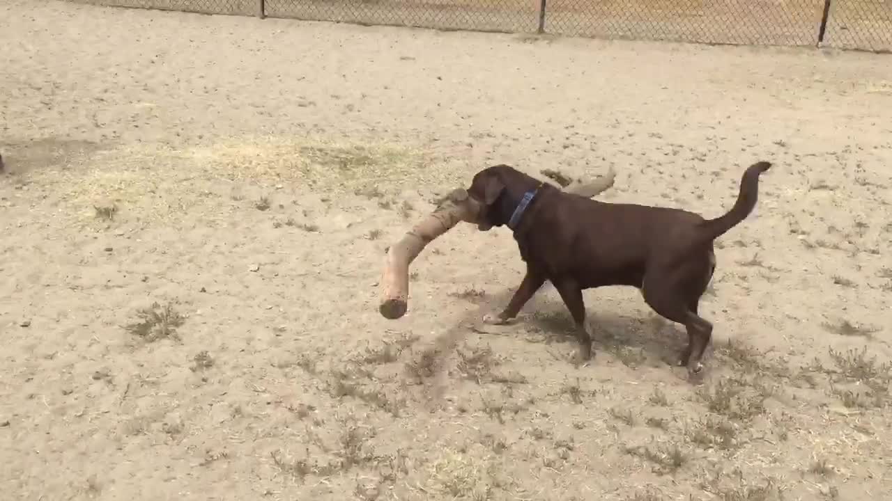 Dog Carries Hilariously Big Stick At A Dog Park