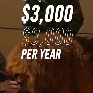 Cat's Emotional Reaction To Being Reunited With Blind Dog Is Amazing