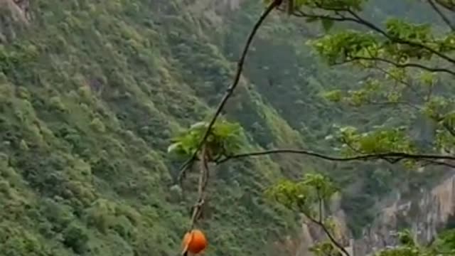 monkey eating orange