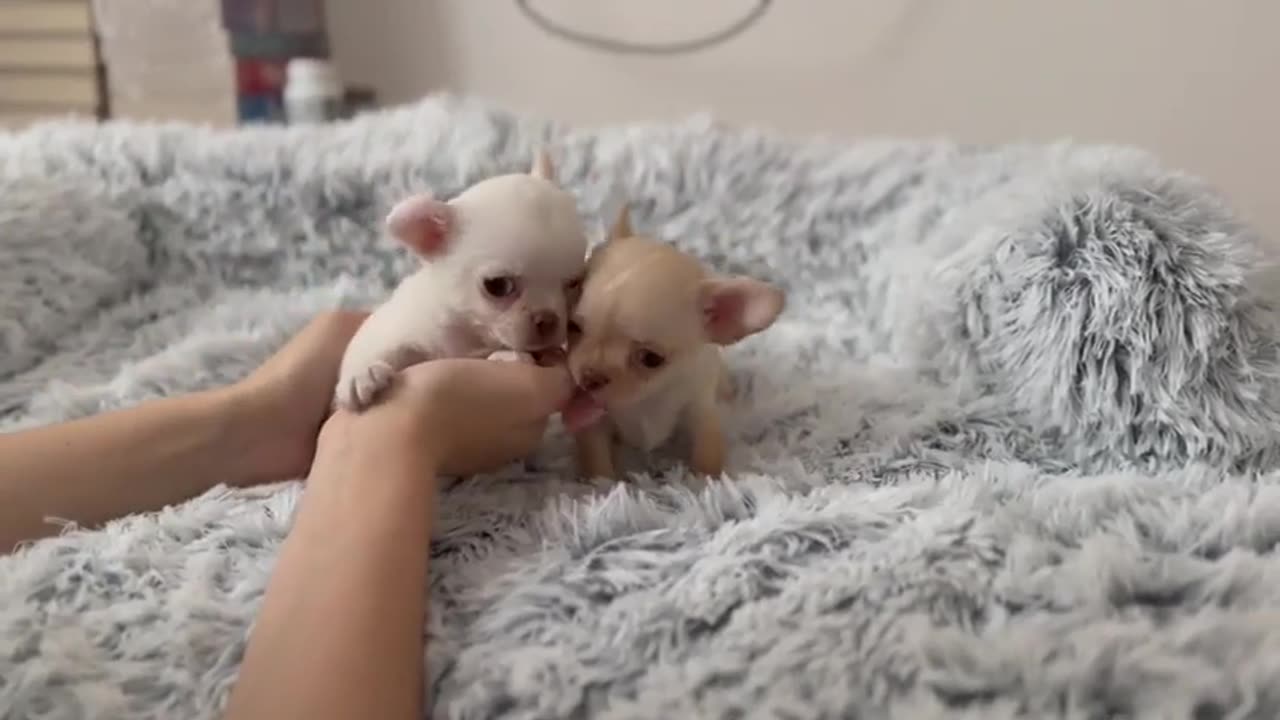 tinny Cute Puppy