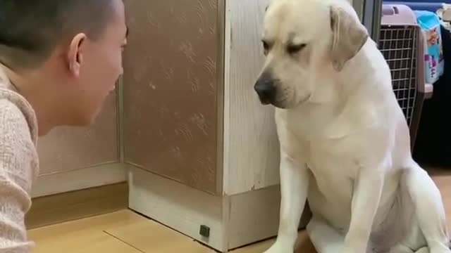 Hard funny dog training vedio.cute dog training.
