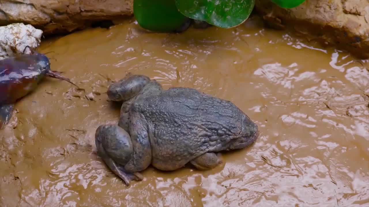 Stop Motion ASMR Experiment - Catch Fishing Frogs, Catfish! Unusual Primitive Cooking Underground