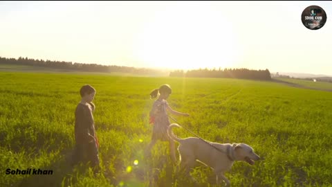 Cute child with Labrador dogs |Labrador dogs walking to field