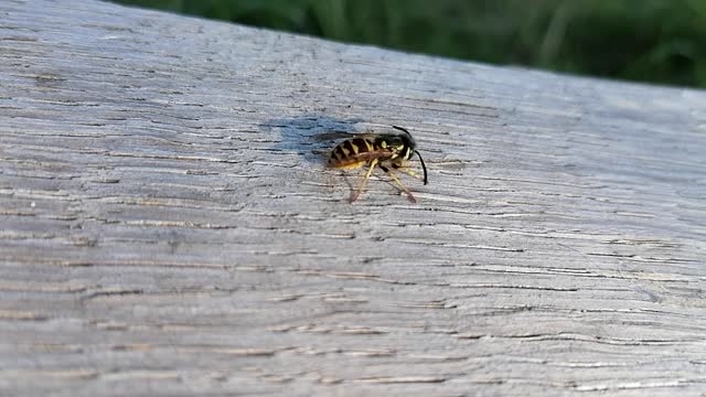 Bumblebee trying to carve the wood