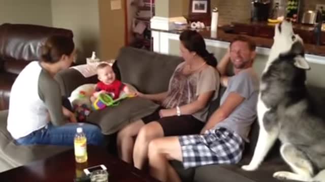 Baby laughing at a howling siberian husky!