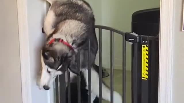 Husky Makes Escape