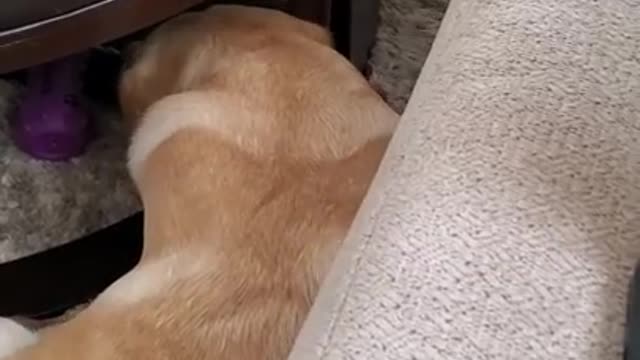 dog hates when disturbed........During sleeping