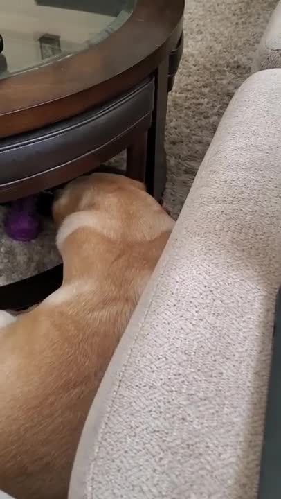 dog hates when disturbed........During sleeping