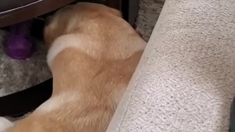 dog hates when disturbed........During sleeping