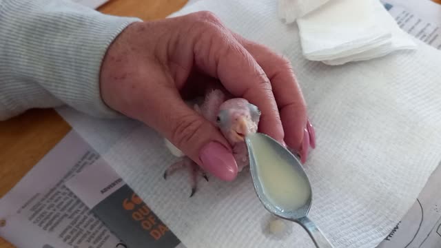 White Fronted Amazon Baby Albifron Video 1 of 2