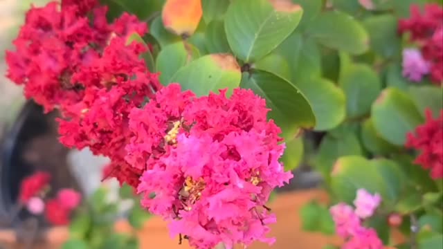 Red Crape Myrtle with Pink Blooms