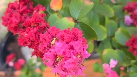 Red Crape Myrtle with Pink Blooms