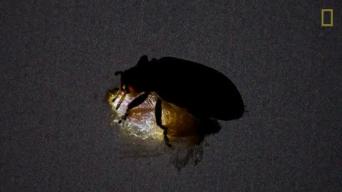 Zombie parasites Saitenwurm