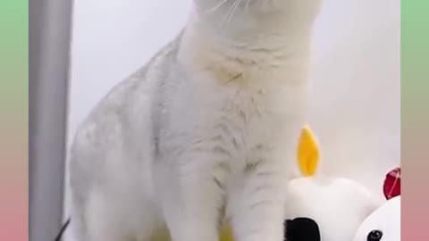 Cats and dogs funny videos