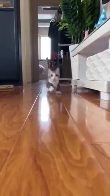 My cute kitten is playing jump jump